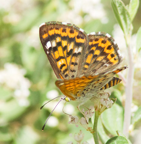 Nais Metalmark Apodemia nais   Butterfly 