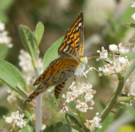 Nais Metalmark Apodemia nais   Butterfly 