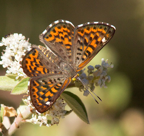 Nais Metalmark Apodemia nais   Butterfly 