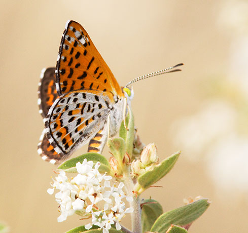 Nais Metalmark Apodemia nais   Butterfly 