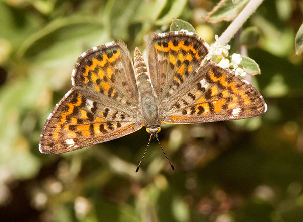 Nais Metalmark Apodemia nais   Butterfly 