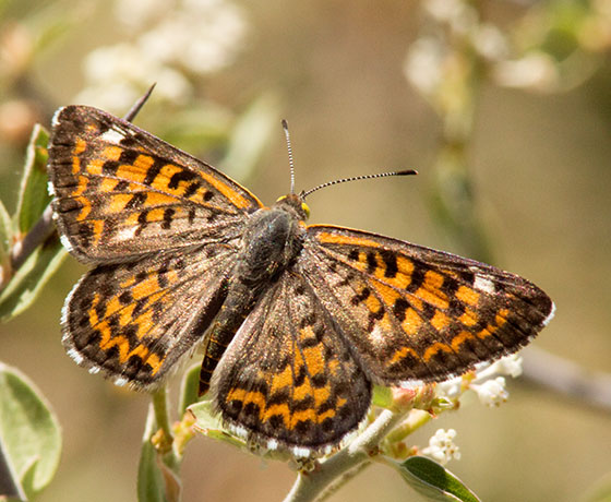 Nais Metalmark Apodemia nais   Butterfly 