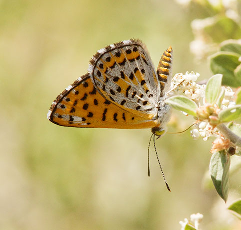 Nais Metalmark Apodemia nais   Butterfly 
