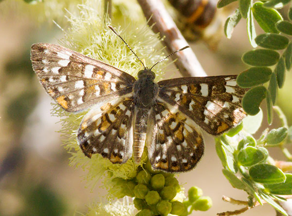 Palmer's Metalmark Apodemia palmeri Butterfly 