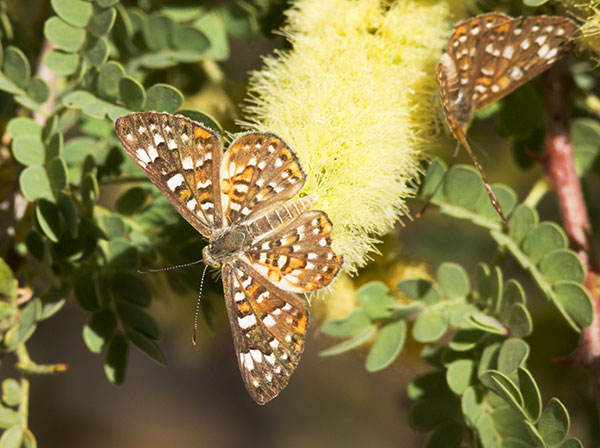 Palmer's Metalmark Apodemia palmeri Butterfly 