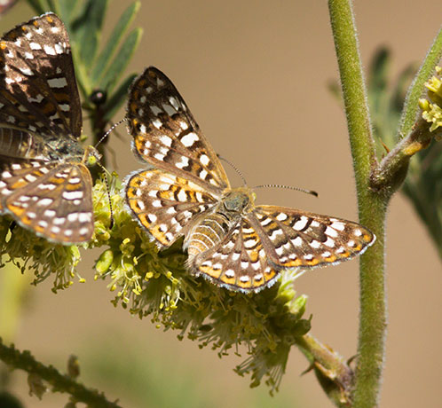 Palmer's Metalmark Apodemia palmeri Butterfly 