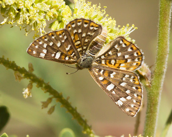 Palmer's Metalmark Apodemia palmeri Butterfly 