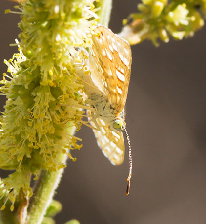 Palmer's Metalmark Apodemia palmeri Butterfly 