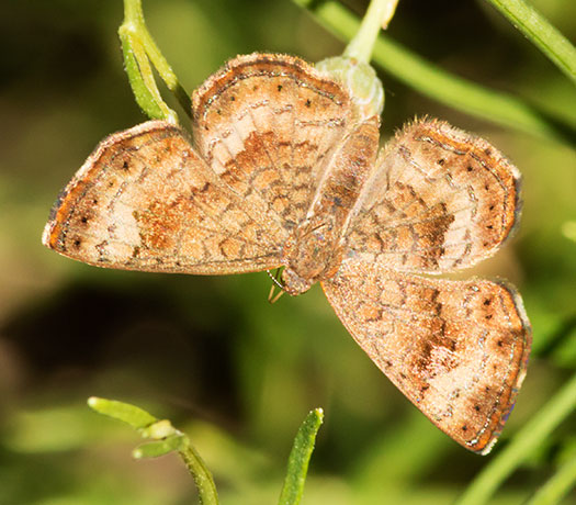 Arizona Metalmark Calephelis arizonensis Butterfly