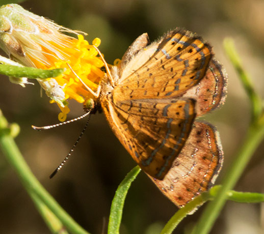 Arizona Metalmark Calephelis arizonensis Butterfly