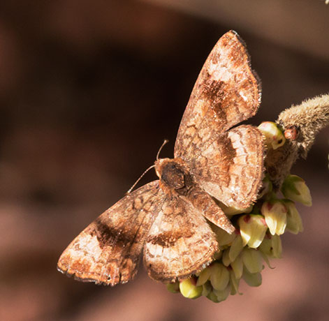 Fatal Metalmark Calephelis nemesis Butterfly