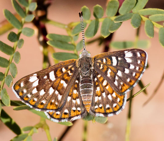 Palmer's Metalmark Apodemia palmeri Butterfly 