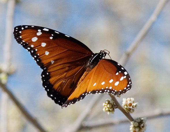 Queen Danaus gilippus Butterfly