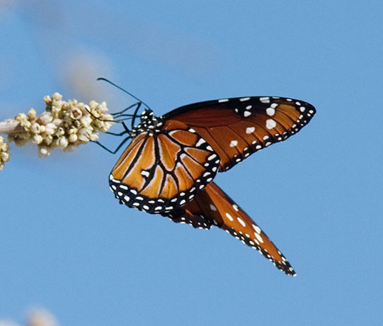 Queen Danaus gilippus Butterfly