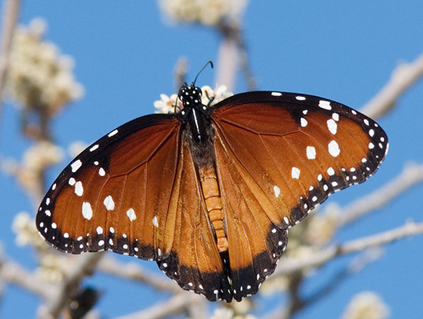 Queen Danaus gilippus Butterfly