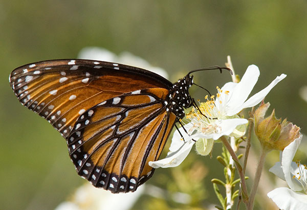 Queen Danaus gilippus Butterfly