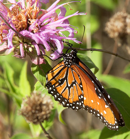 Queen Danaus gilippus Butterfly