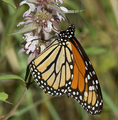 Monarch Danaus plexippus  Butterfly