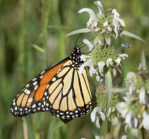 Monarch Danaus plexippus  Butterfly