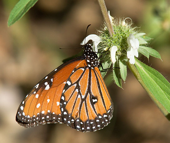 Queen Danaus gilippus Butterfly