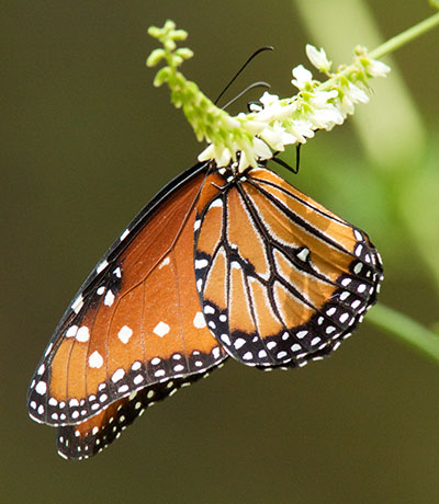Queen Danaus gilippus Butterfly
