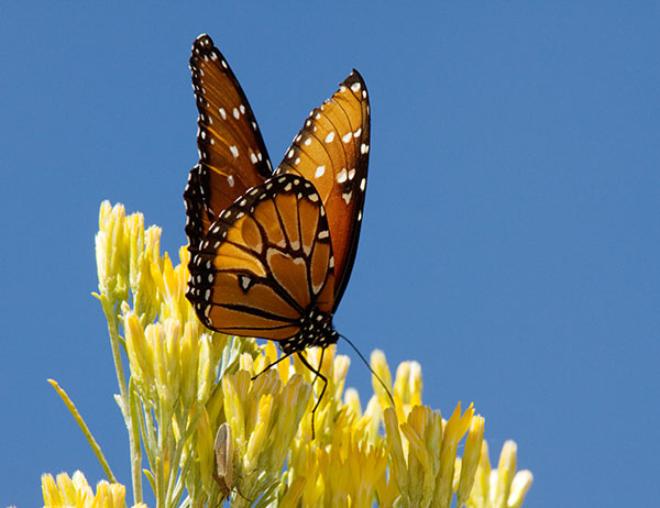 Queen Danaus gilippus Butterfly