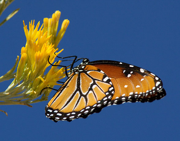 Queen Danaus gilippus Butterfly