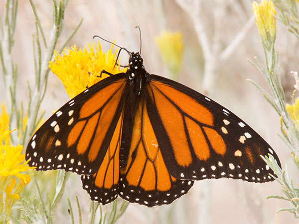 Monarch Danaus plexippus  Butterfly