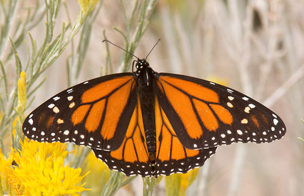 Monarch Danaus plexippus  Butterfly