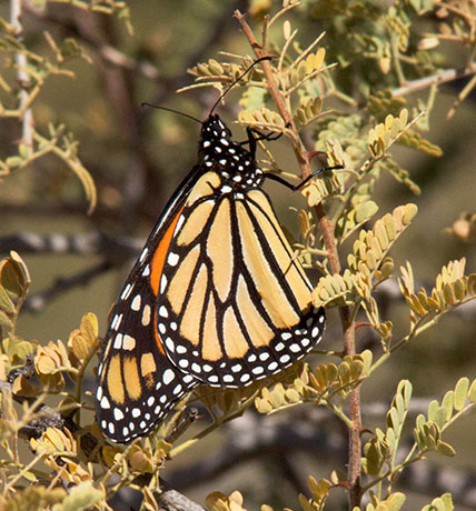 Monarch Danaus plexippus  Butterfly