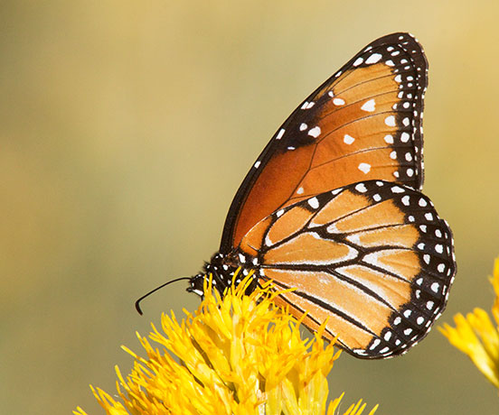 Queen Danaus gilippus Butterfly