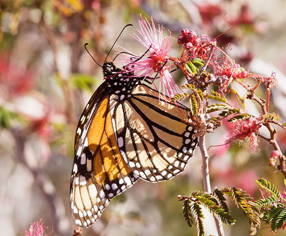 Monarch Danaus plexippus  Butterfly