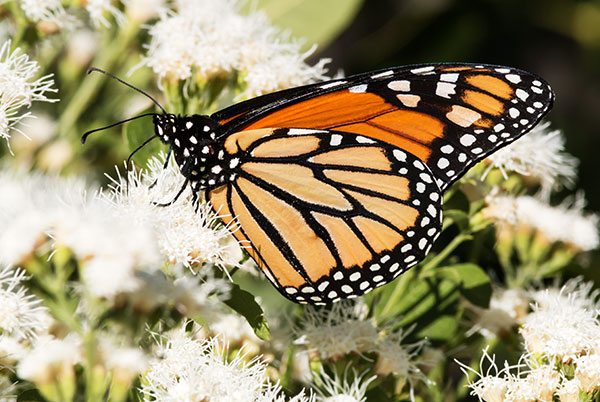 Monarch Danaus plexippus  Butterfly