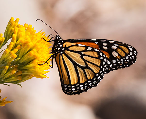 Monarch Danaus plexippus  Butterfly