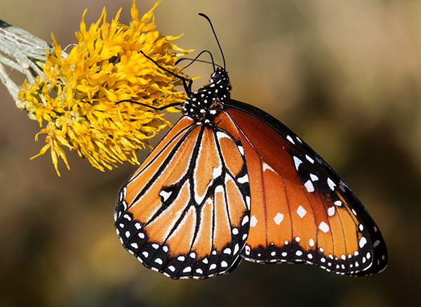 Queen Danaus gilippus Butterfly