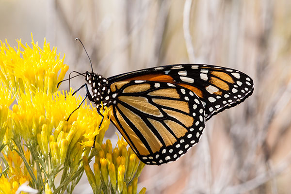 Monarch Danaus plexippus  Butterfly