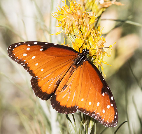 Queen Danaus gilippus Butterfly