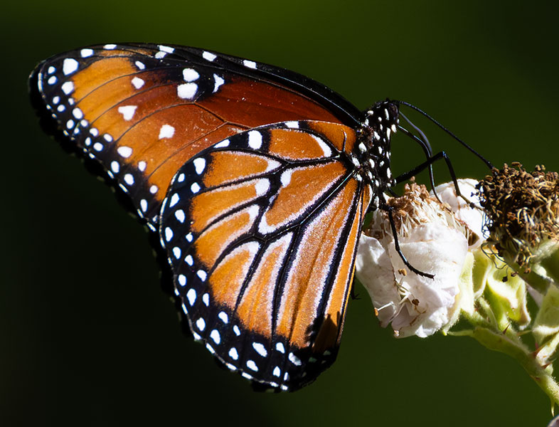 Queen Danaus gilippus Butterfly