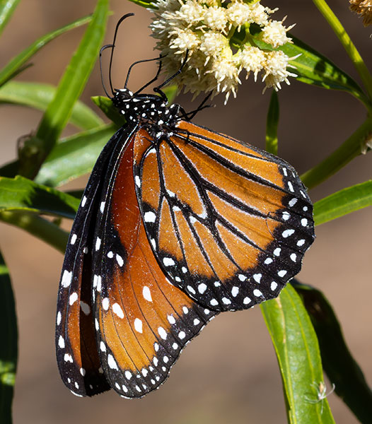 Queen Danaus gilippus Butterfly