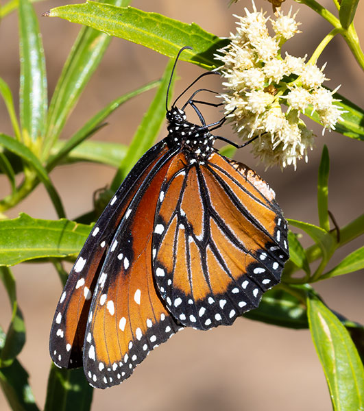 Queen Danaus gilippus Butterfly