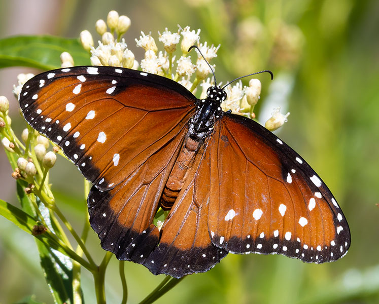 Queen Danaus gilippus Butterfly