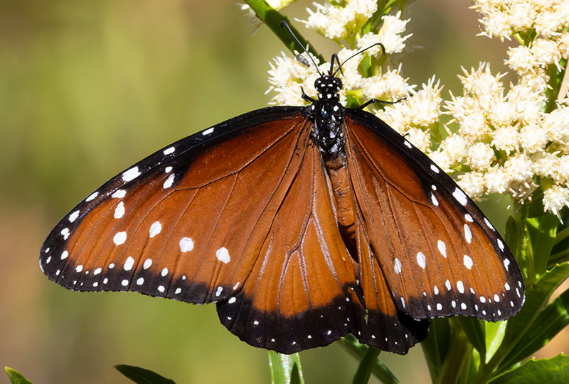 Queen Danaus gilippus Butterfly