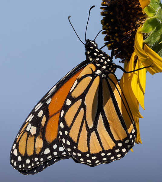 Monarch Danaus plexippus  Butterfly