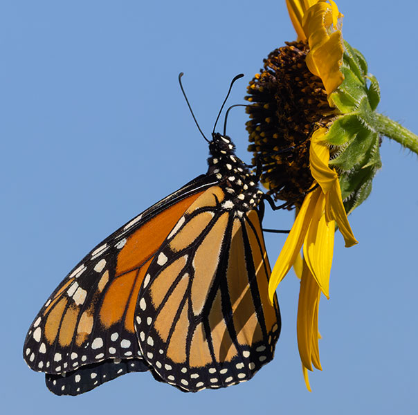 Monarch Danaus plexippus  Butterfly