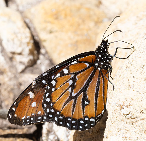 Queen Danaus gilippus Butterfly