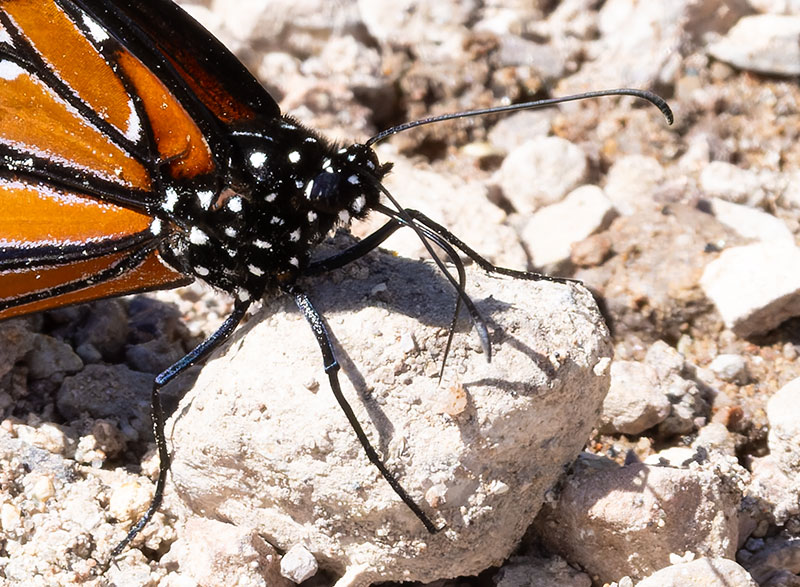 Queen Danaus gilippus Butterfly