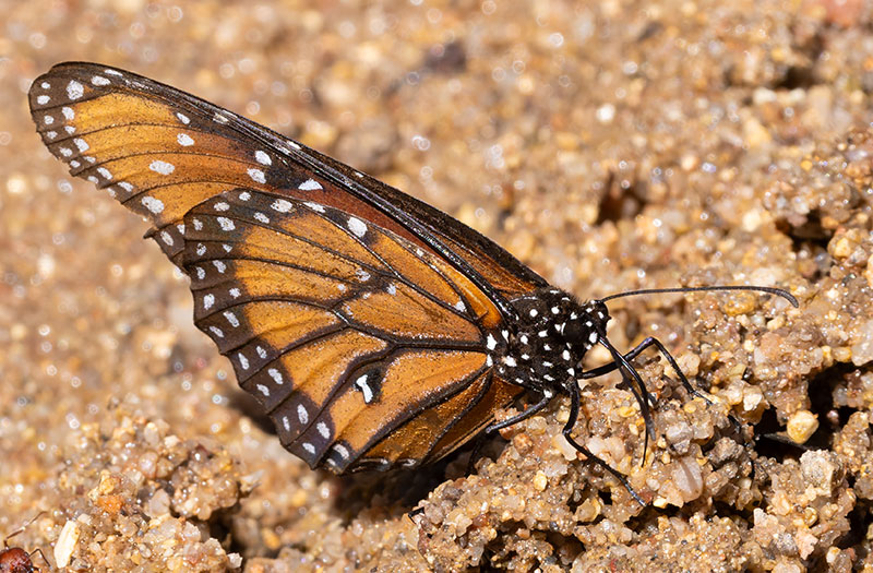 Queen Danaus gilippus Butterfly