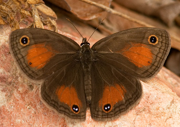Red Satyr Megisto rubricat  Butterfly