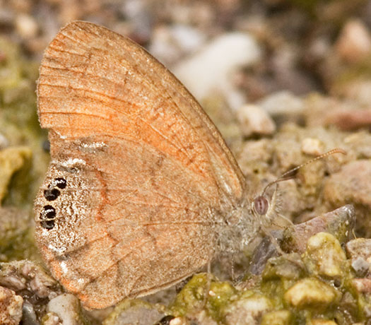 Canyonland Satyr Cyllopsis pertepida  Butterfly 