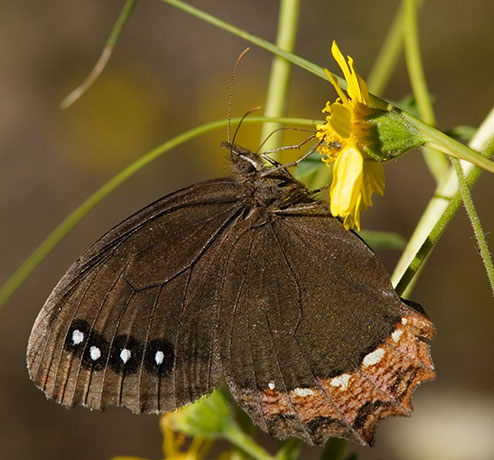 Red-bordered Satyr Gyrocheilus patrobas Butterfly